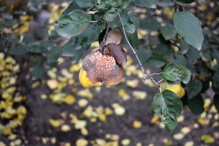 rotten quince fruit on branch