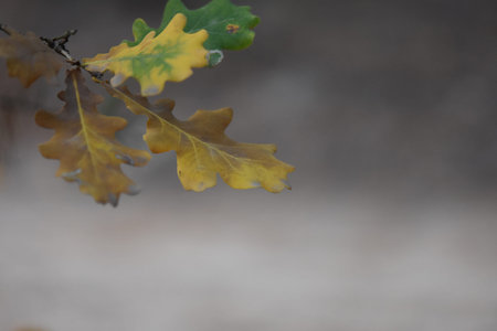 autumn leaves in the forest