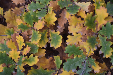 autumn leaves in the forest