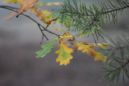 autumn leaves in the forest