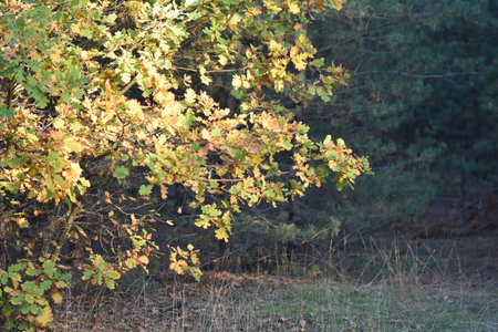 autumn leaves on a tree