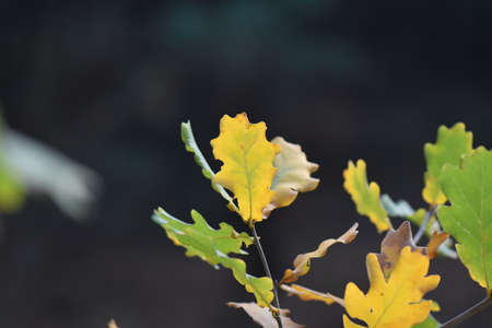 autumn leaves on a treeの写真素材