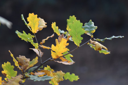 autumn leaves on a tree