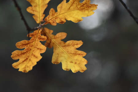autumn leaves on the treeの写真素材
