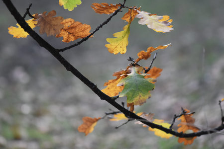 autumn leaves on the tree