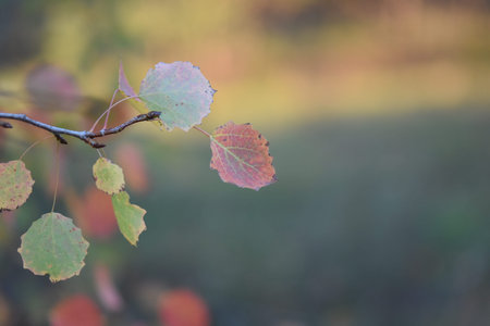 autumn leaves in the forest