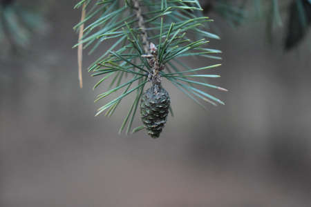 Pine cone close up on the treeの写真素材