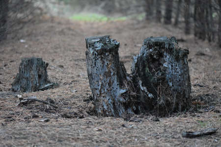 stump in the forestの写真素材