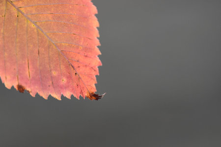 Autumn leaves in the pine tree forestの写真素材