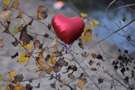ballon heart in the autumn forestの写真素材