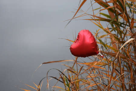ballon heart in the autumn forestの写真素材