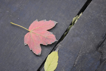autumn leaves on wooden background