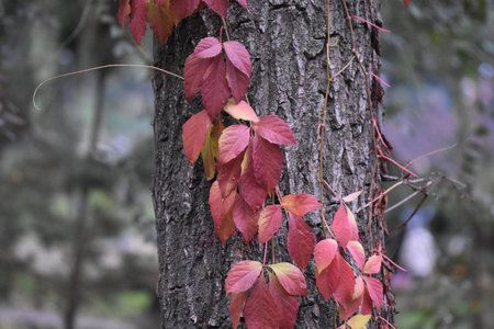 autumn leaves on wooden background