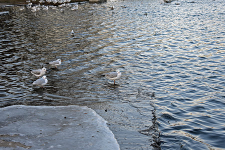 flock of seagulls on the beachの写真素材