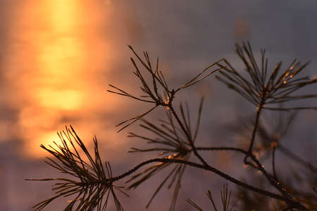 Sunset light on the plantsの写真素材