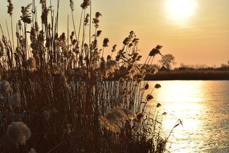 golden sunset over the frozen river with reedsの写真素材