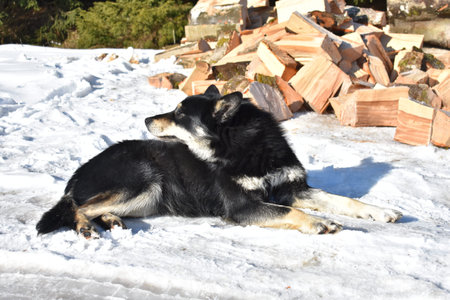Wild dog on snow
