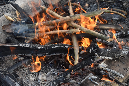 fire in the forest
