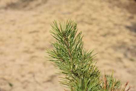 tree in the forestの写真素材