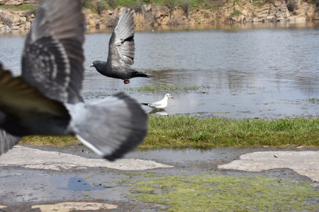 Wild birds in the parkの写真素材