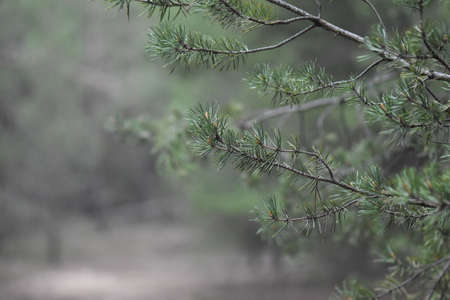 pine forest in autumnの写真素材