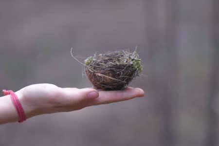 Bird nest in handsの写真素材