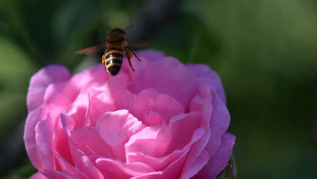 Bee over the roseの写真素材