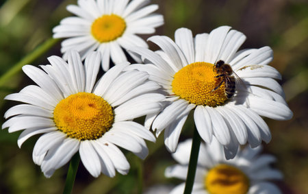 Spring flowers in the garden