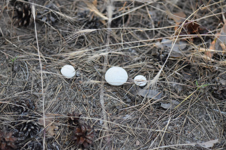 flowers in gardenの写真素材