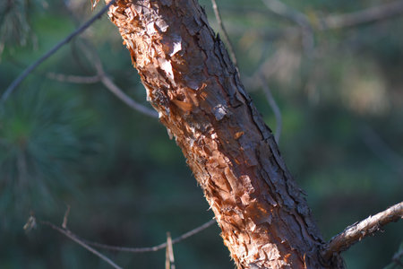 forest in spring
