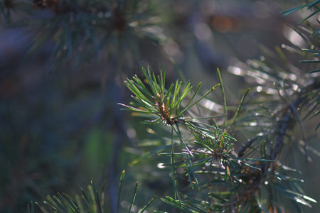 Pine tree in sunset