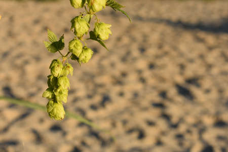 hop flowers close upの写真素材