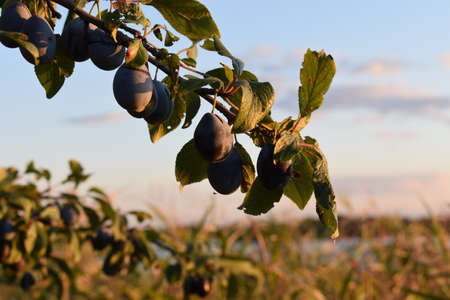 plum on the tree close upの写真素材
