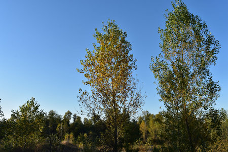 autumn leaves in the forest