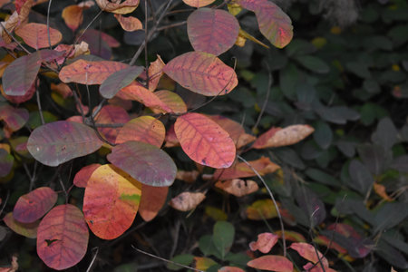 autumn leaves out of focus backgroundの写真素材