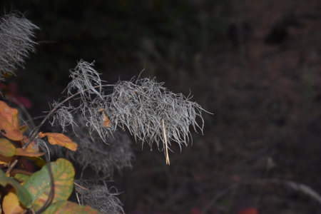 autumn leaves out of focus background