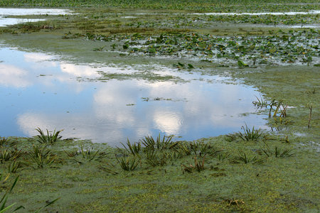 Water plants on the river