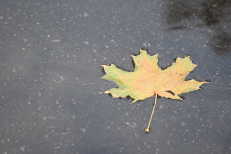 sky reflection in puddle with autumn leaves