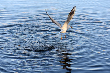 seagull flying in the water