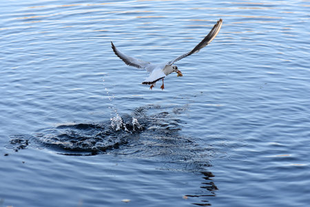 seagull flying in the water