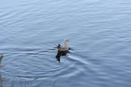 seagull flying in the waterの写真素材