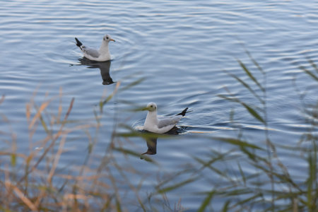 Seagulls and ducks on lake