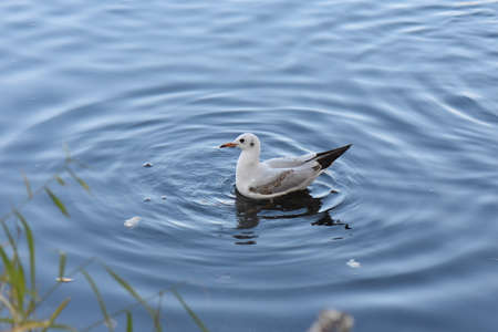 Seagulls and ducks on lakeの写真素材