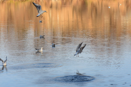 seagulls on lakeの写真素材