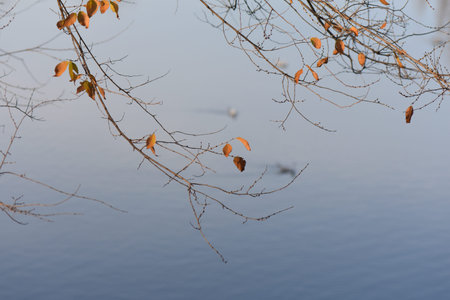 autumn branches on water backgroundの写真素材