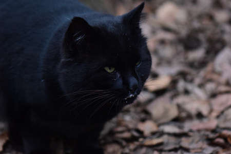 homeless black cat portraitの写真素材