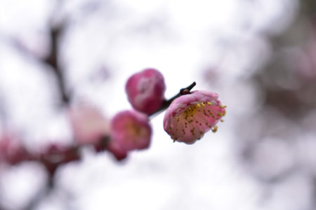 blossom in spring forest