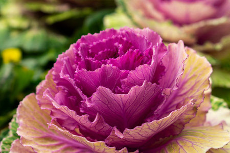 Pink cabbage