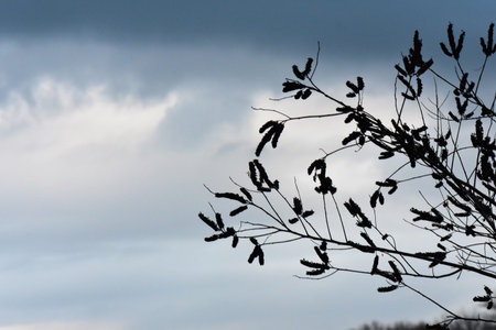 Silhouette of tree branches with black seeds against the sky.