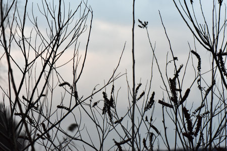 Silhouette of dry branches on a background of blue sky.の写真素材
